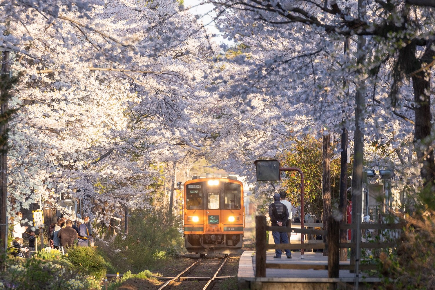 【桜の咲く駅へ】津軽鉄道で行く芦野公園駅（1）