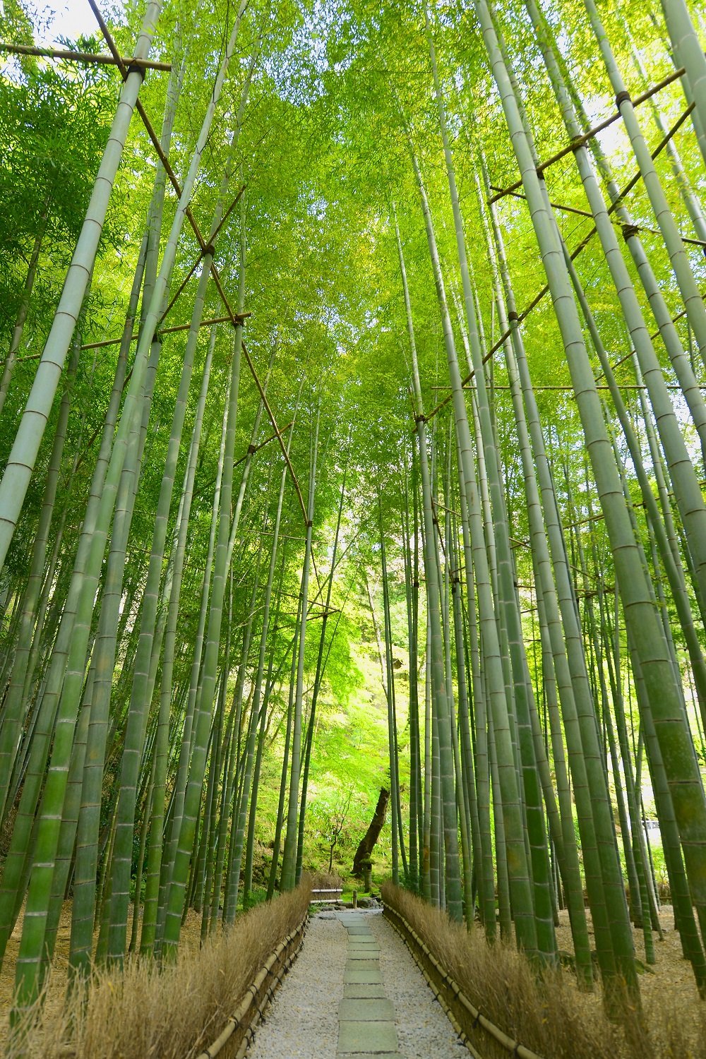 【私だけのひとり旅】鎌倉の寺院でアジサイや竹林に癒やされる（2）