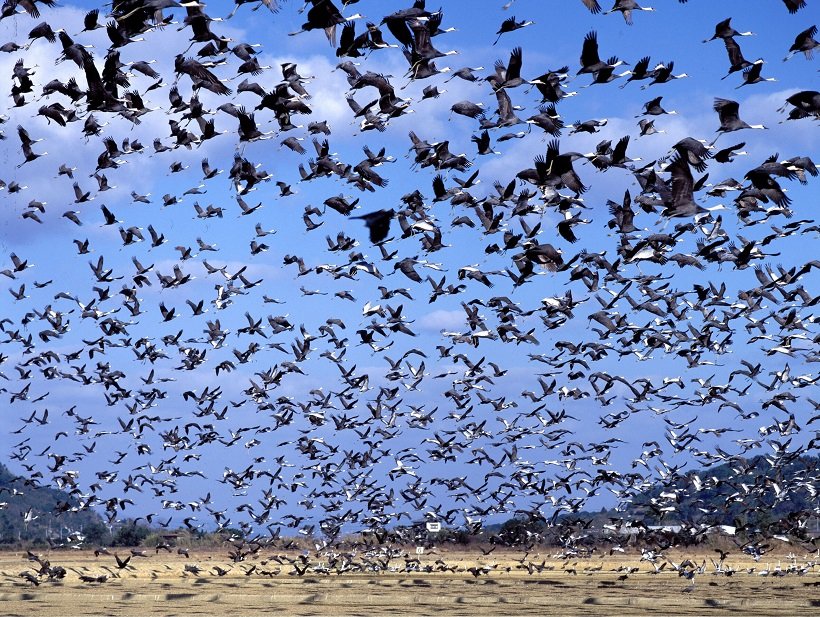 【新・日本の絶景】湿地帯に集う1万羽超のツル。空を埋め尽くす飛翔に圧倒