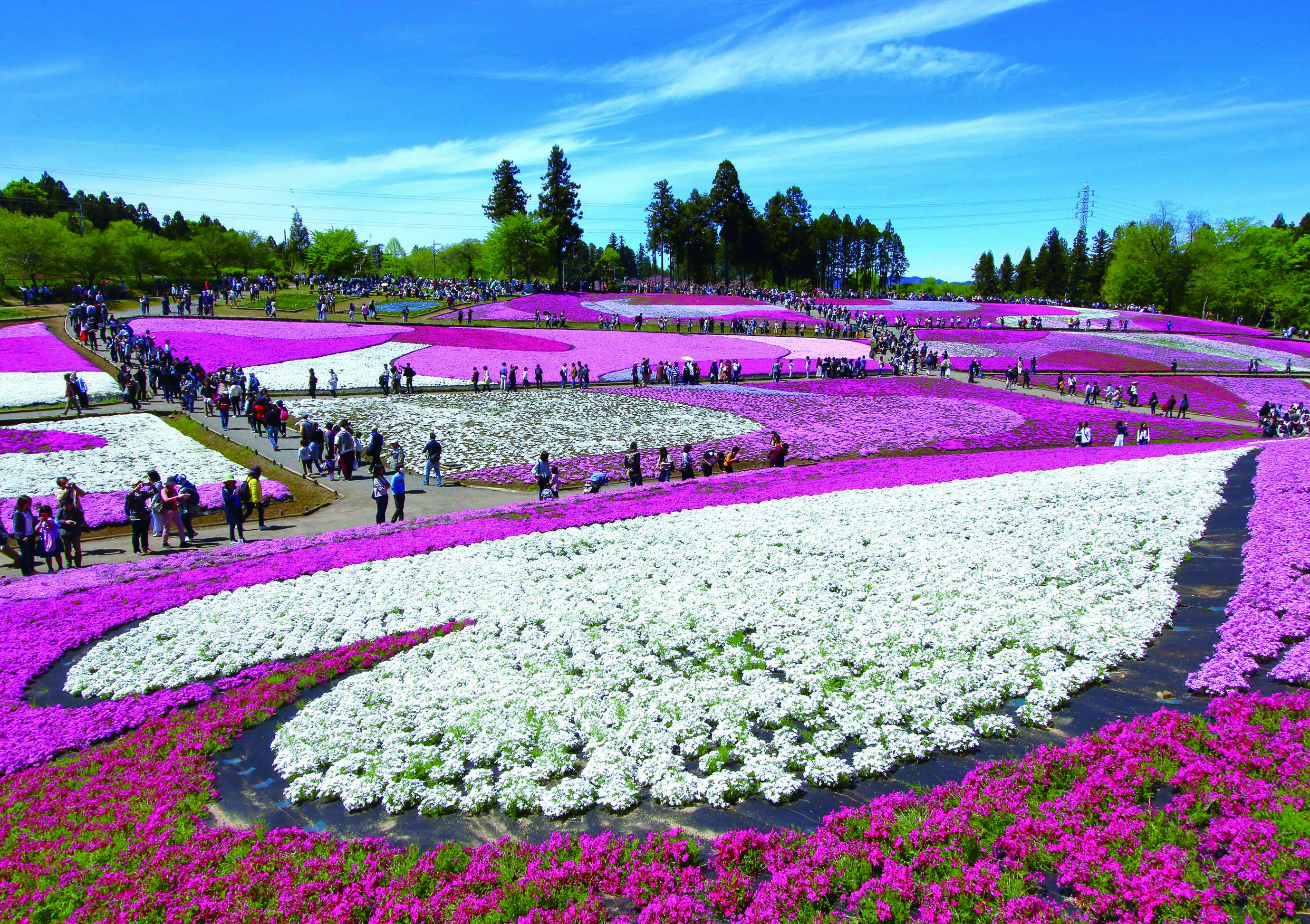 芝桜の丘の開園は4月12日～5月6日（8時～17時、一般300円）