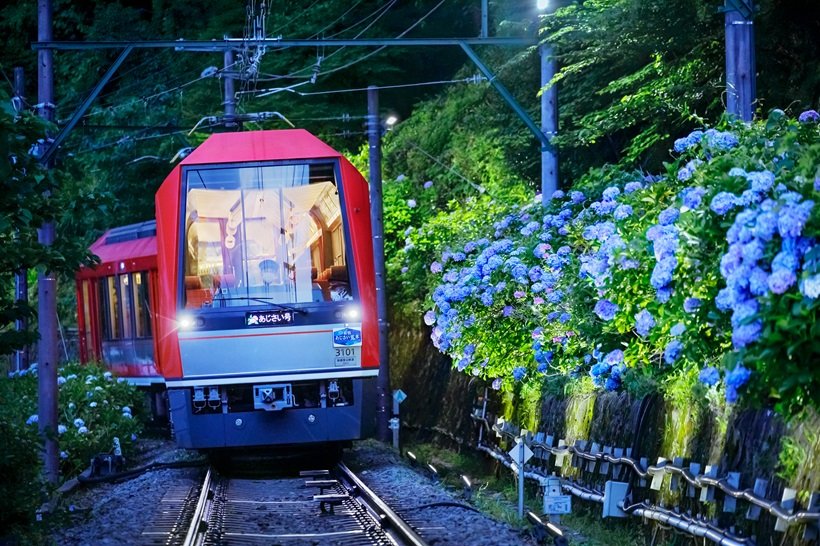 箱根の初夏の風物詩　「夜のあじさい号」運行