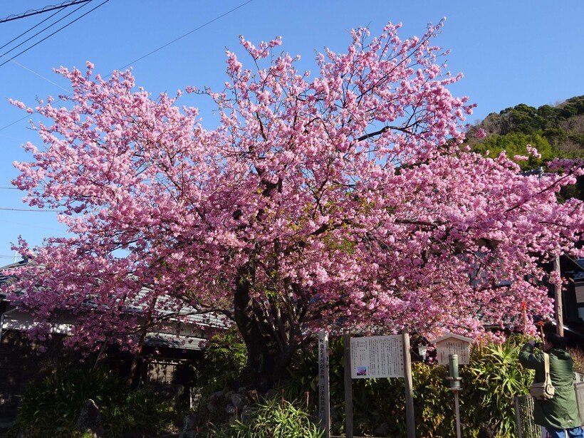 ひと足早い春を感じに　「河津桜まつり」2月1日開幕