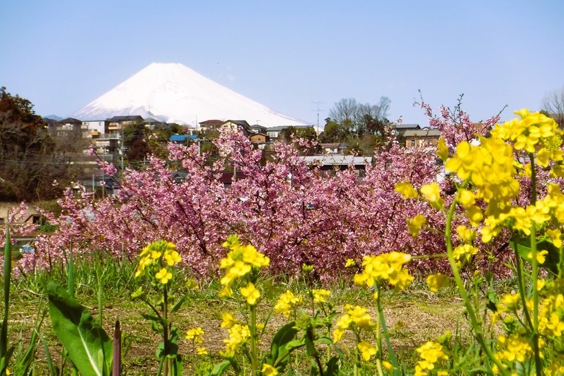 箱根南麓で春の息吹を体感！静岡県函南町で「かんなみの桜まつり」開催