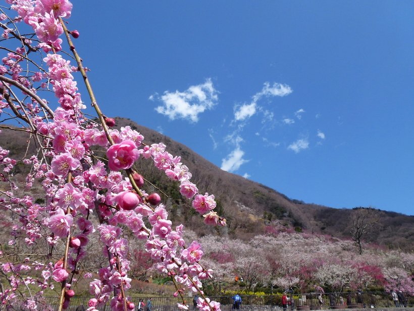 春めく〝西さがみ〞逍遥へ（5）～湯河原～