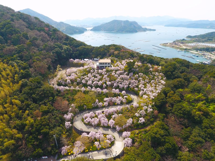 【新・日本の絶景】山肌を埋め尽くすくしだれ桜「花見山」、海外からも注目の「大塚国際美術館」（1）