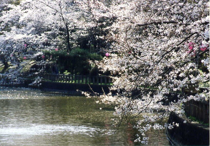 間々田八幡公園さくら.jpg