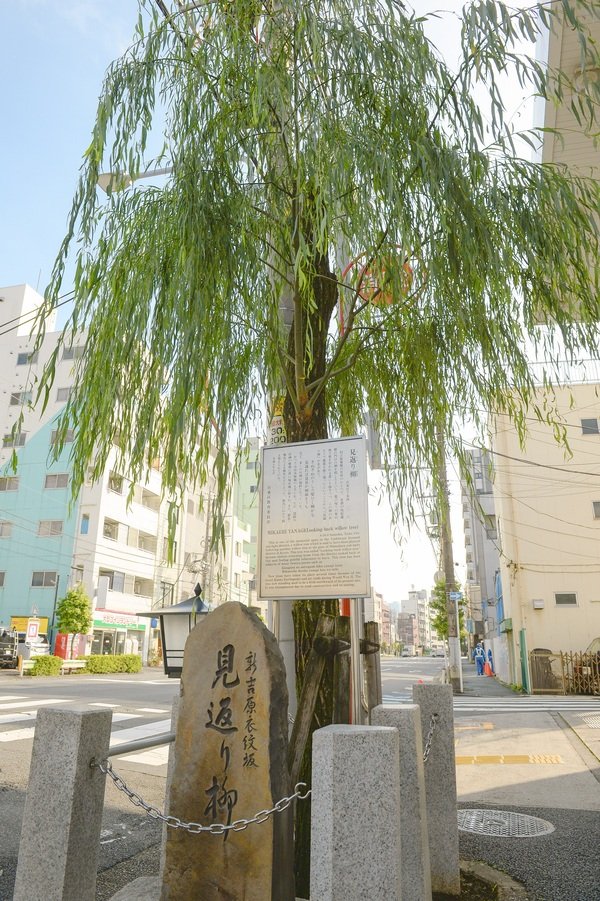４．見返り柳_7133.jpg