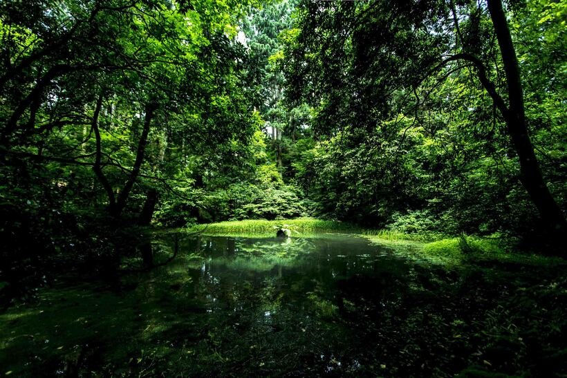 ３ 御手洗池.jpg