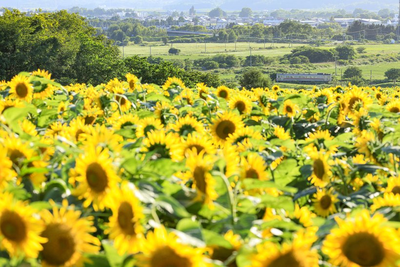 【お得きっぷで鉄旅へ】夏の👒鉄道十景