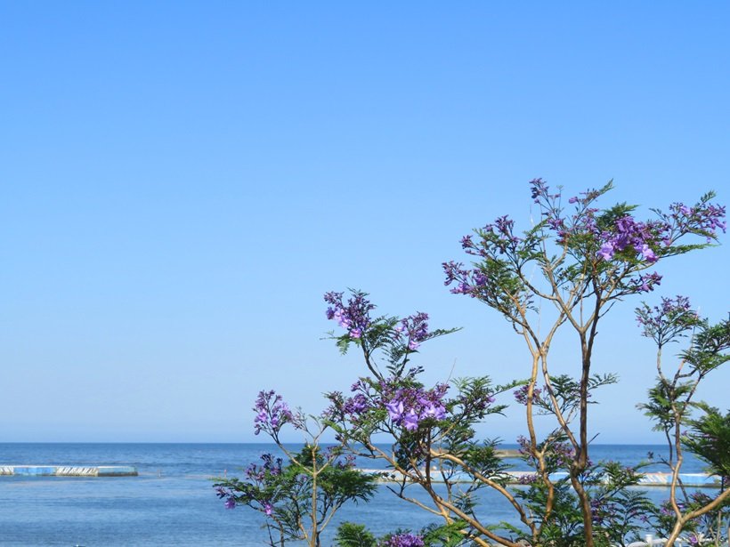 熱海ジャカランダ２.jpg