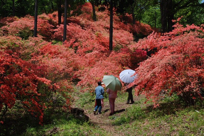 大霧山ツツジ（小）.jpg