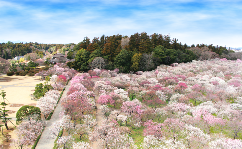 3（右下）　偕楽園(梅まつり).png