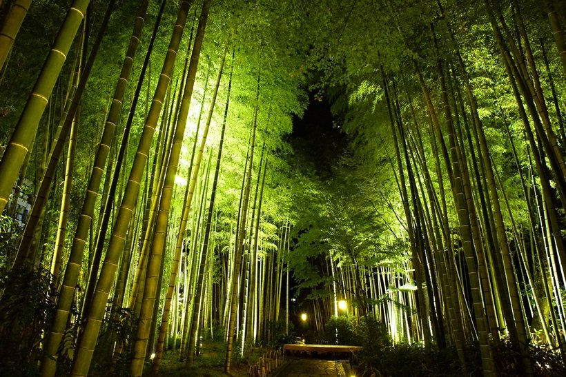 3_伊豆箱根鉄道_修善寺温泉_竹林の小径DSC00278_NEW（借用）.jpg