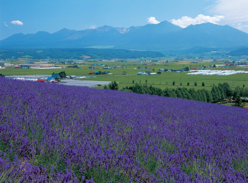 【お得きっぷで鉄旅へ】特急列車を乗り継いで道北の絶景&味を巡る ANA/FDA/Peachきた北海道フリーパス 8220円お得!