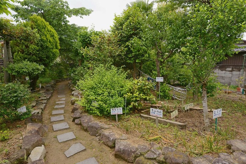 ⑫　薬草園5693.jpg