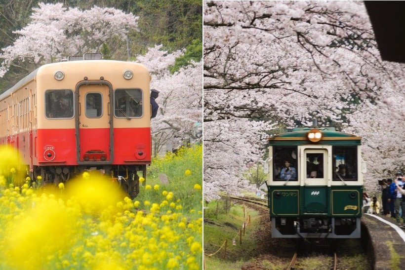 【車窓に春風🌸お花見列車】春を満喫 お花見列車6選