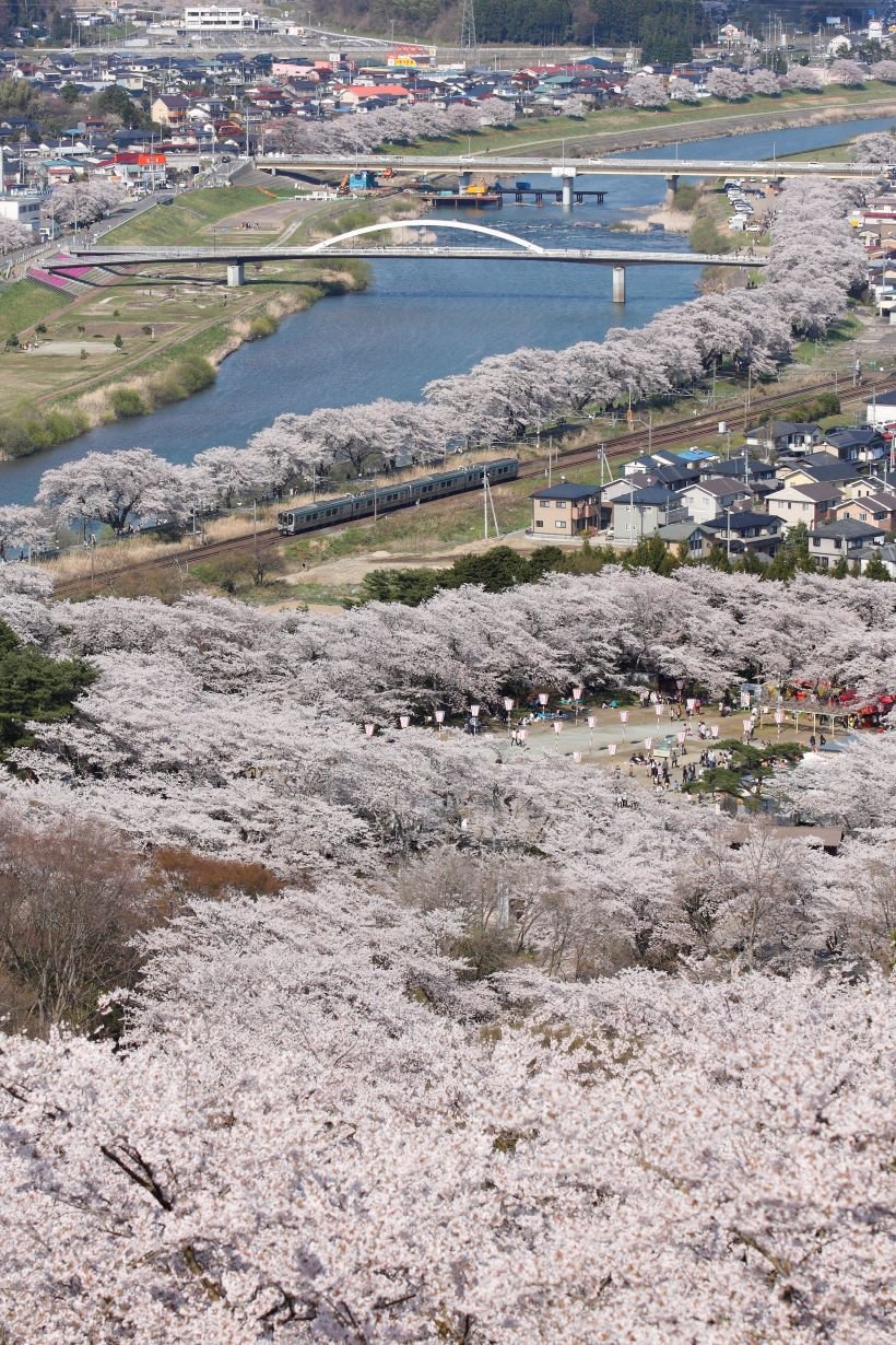 【車窓に春風🌸お花見列車】お花見で食べたい春駅弁8選