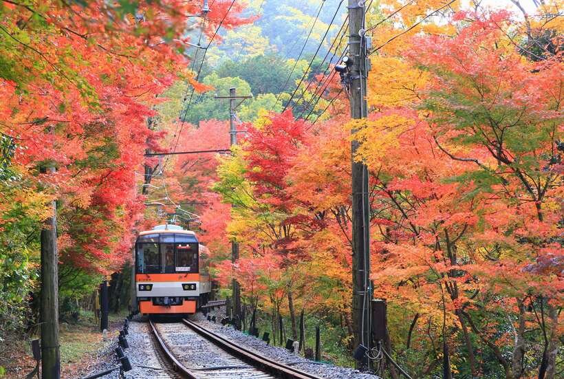 【一度は見たい紅葉百景】京都もみじ電車 ~叡山電車・嵯峨野トロッコ列車~