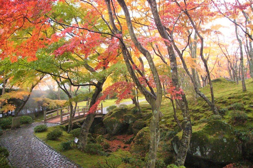 ７）紅葉の苔庭.jpg