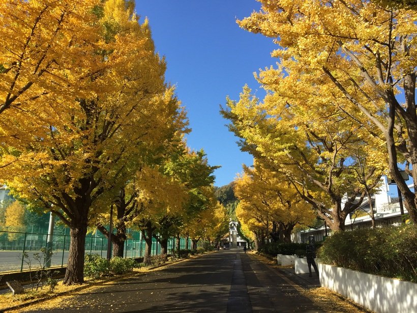 ２．横浜市立大学イチョウ.jpg