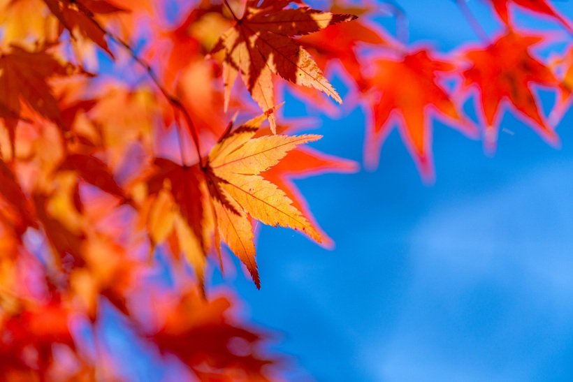 【一度は見たい紅葉百景】コラム　紅葉はなぜ 日本人の心を揺さぶるのか？（横浜市立大学大学院教授・嶋田幸久）