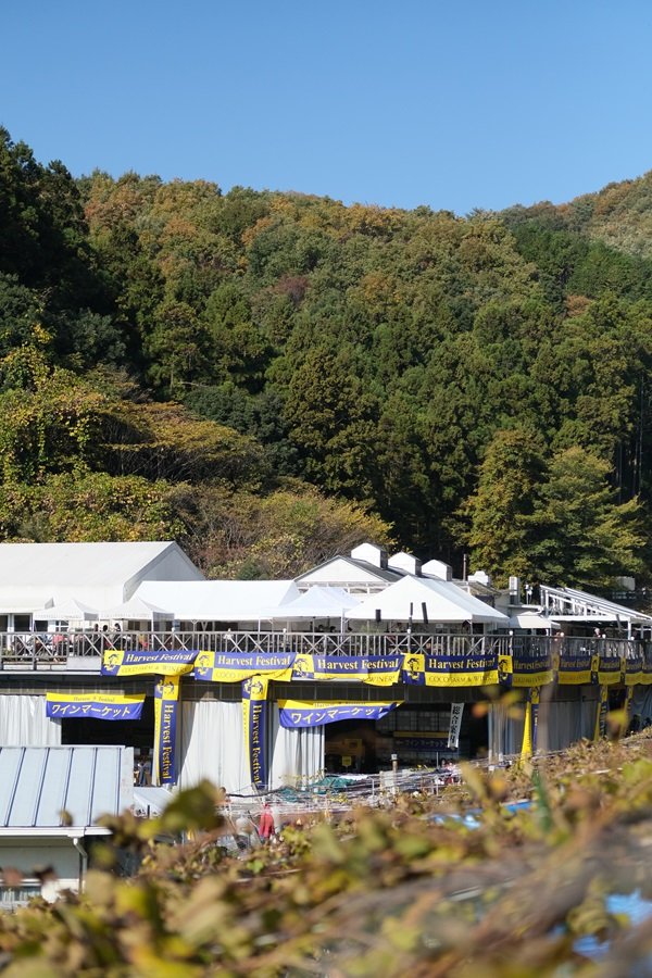 cocofaw-hf-1.jpg