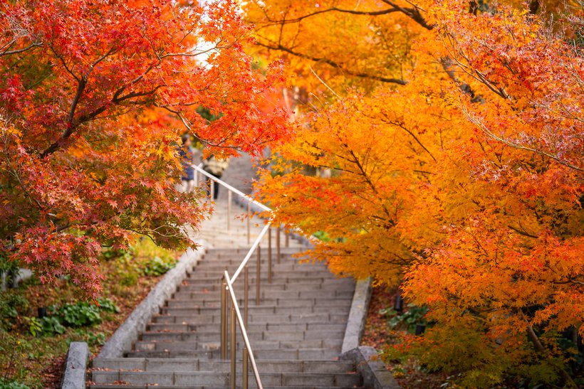 06_紅葉の階段（昼）2.jpg