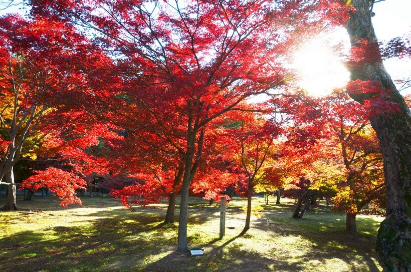6_千入の森1.jpg