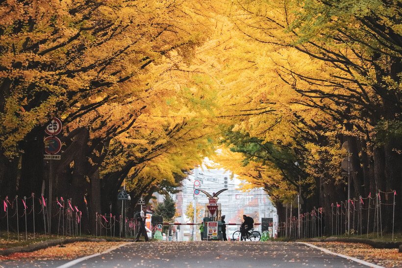 【一度は見たい紅葉百景】北海道大学のイチョウ並木&ワイン/京都・平安神宮会館の紅葉とアフタヌーンティー