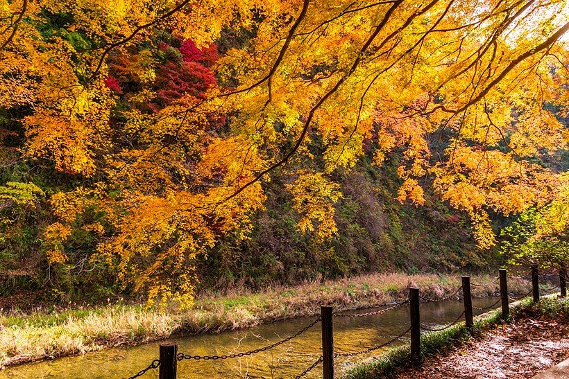 紅葉に染まる中瀬遊歩道(写真/ピクスタ)