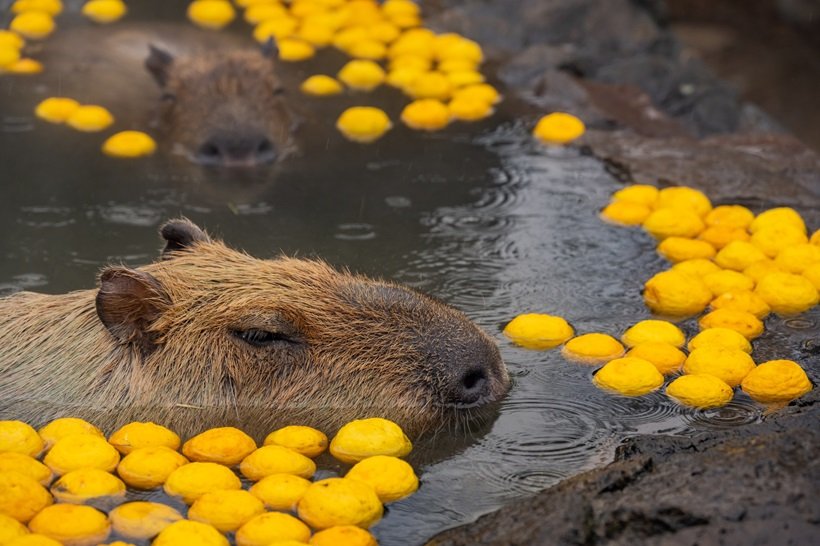 旅よみ　俳壇　旅行読売2026年1月号