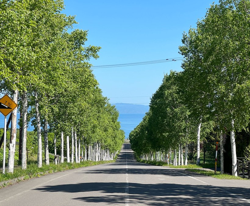 A 丘の駅近くの白樺並木.jpg