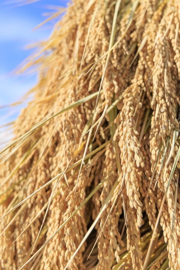 ⑥0_ タイトル回り_ootama242.jpg