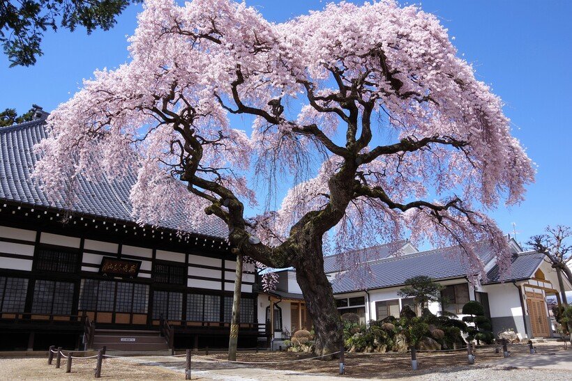 ④5_相応寺しだれ桜.jpg