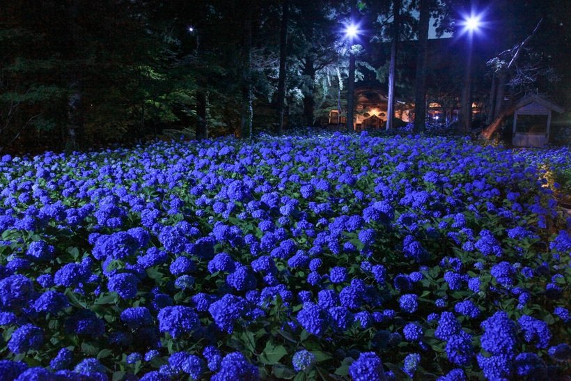 【新・日本の絶景】青い海のような群生をライトアップ　雲昌寺のアジサイ