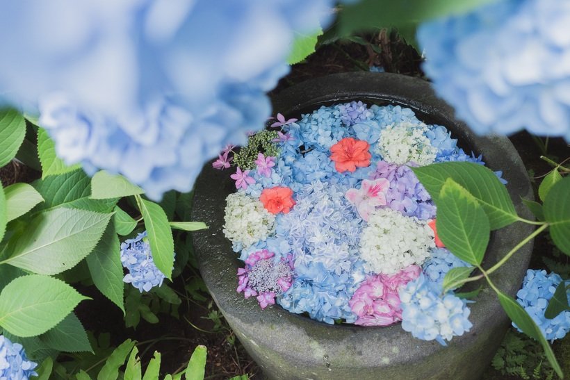 ４．アジサイ水鉢3791.jpg