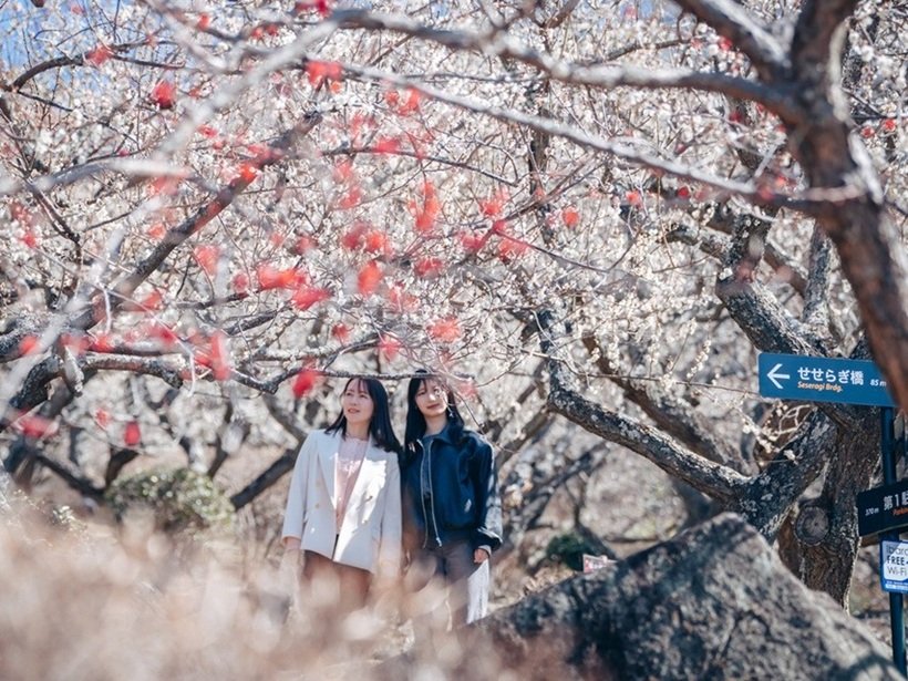 社寺や温泉巡りも楽しめる！茨城県の筑波山で「梅まつり」開催