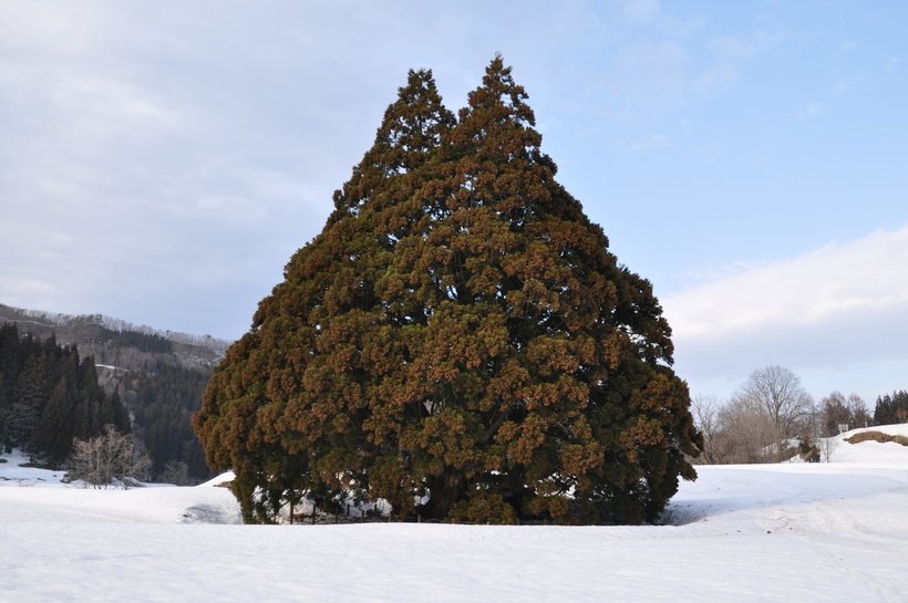 PH1 冬・小杉の大杉.jpg