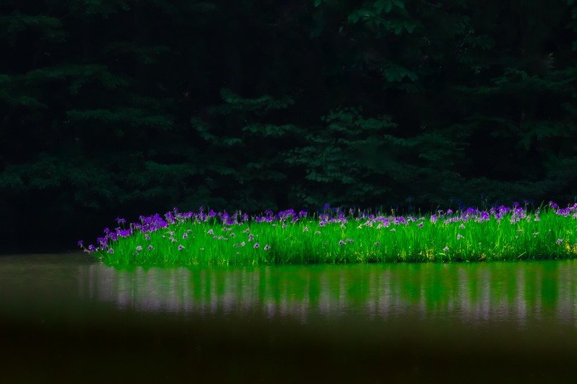 【新・日本の絶景】静寂の湿地に浮かぶ1万本のカキツバタ　平池のカキツバタ群生地