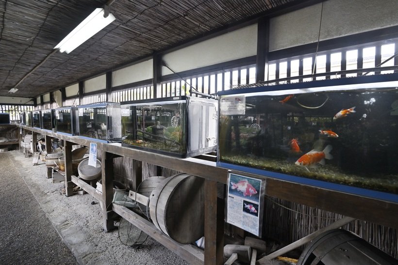 ⑭12．金魚資料館.jpg