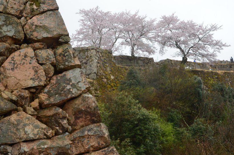 4（5より大きく）　石垣×桜.jpg
