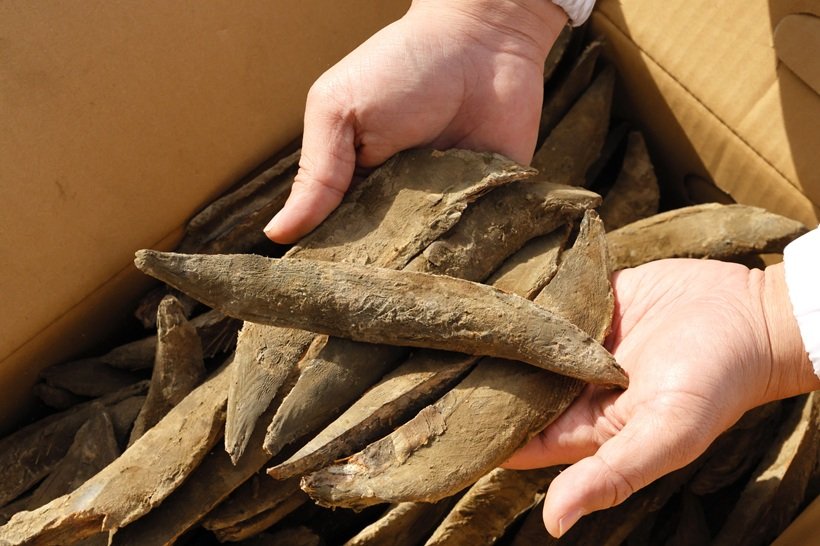 カビ付けと天日干しを繰り返すことで味が深まる