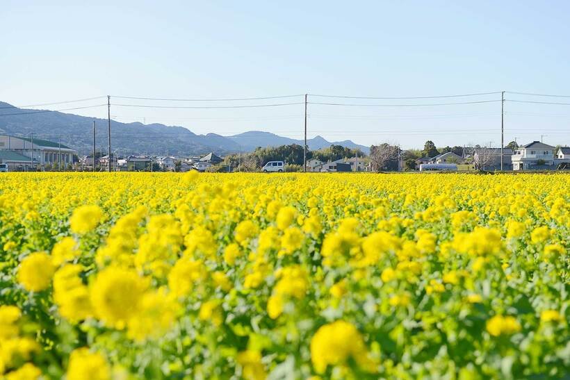 【鉄道ひとり（一人）旅】春早い房総半島を1周、花、海の幸、絶景を楽しむ　＜内房線－外房線＞（2）