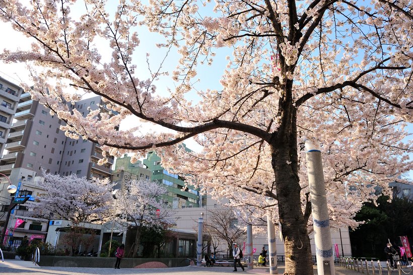 【歩く旅】ソメイヨシノの故郷、桜を愛する街の歴史をたどる＜駒込＞