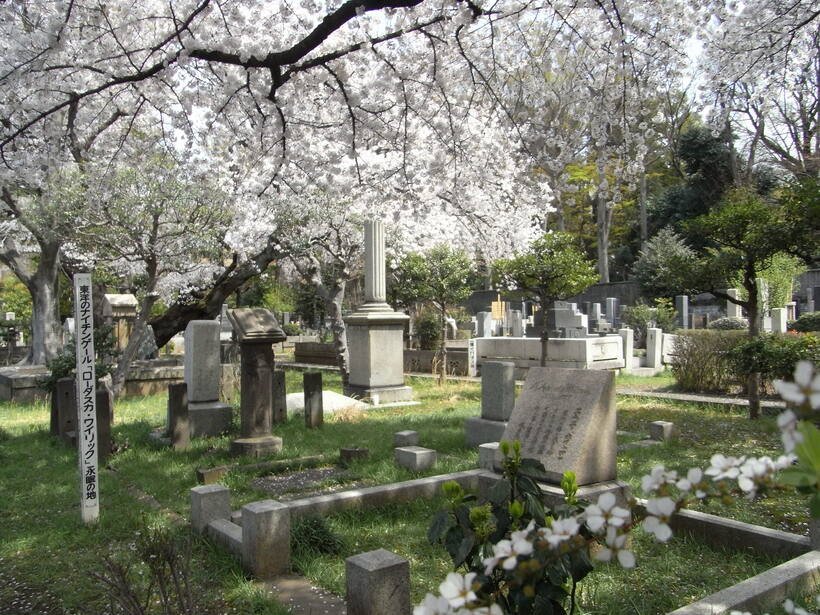 5.染井霊園 サクラ(外人墓地).jpg
