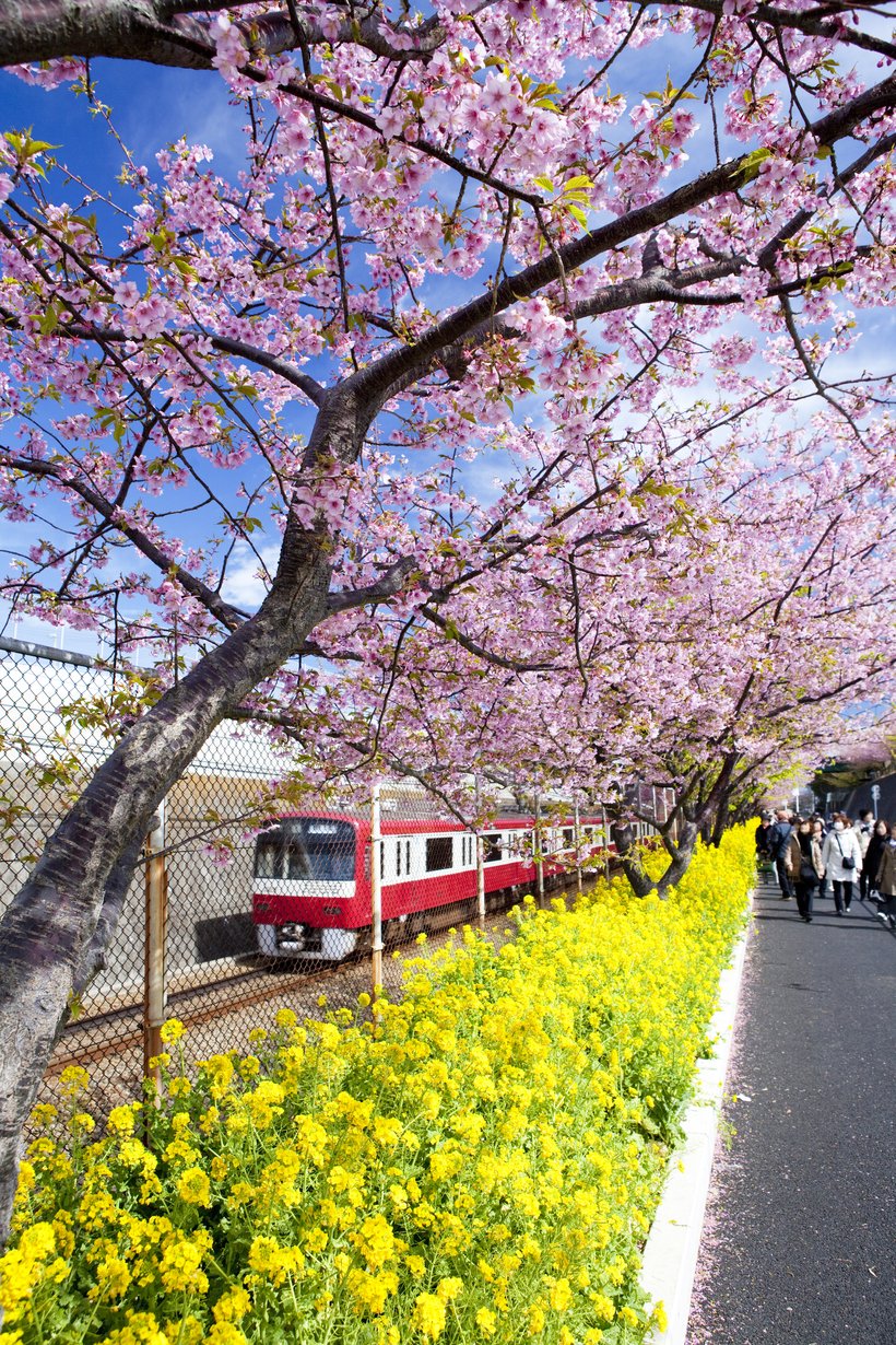 【鉄道ひとり（一人）旅】「みさきまぐろきっぷ」でお得に、花と漁港めしを楽しむ京急1日旅＜京急本線・久里浜泉＞