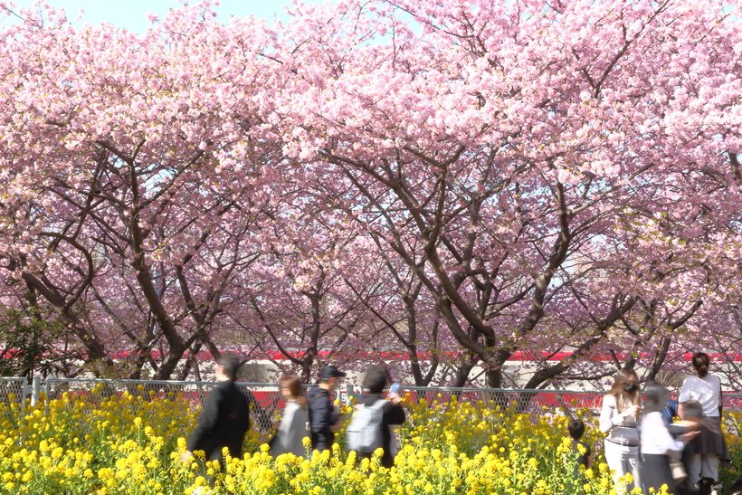 3　20250302‗三浦海岸～三崎口 (14).jpg