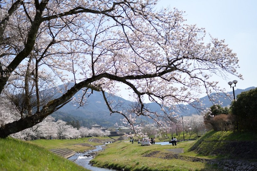 【食べる桜の世界】食べる桜の里を訪ねて　与謝野町＜京都＞