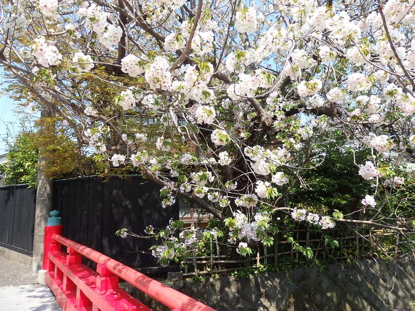 【歩く旅】コラム　人生が200％豊かになる！〝花さんぽ〟へのいざない（鎌倉フラワー＆ネイチャーガイド 村田江里子）