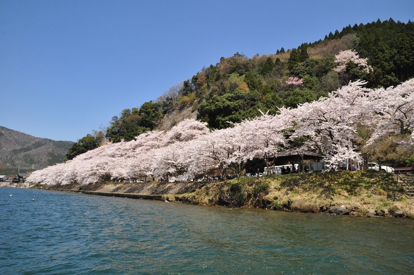 【歩く旅】未来へ守り継ぐ湖西のみち、琵琶湖が桜に染まり春をまとう＜海津大崎＞